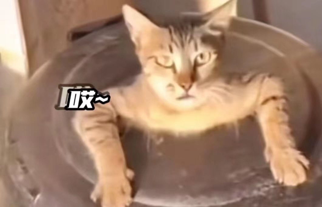 用户cat