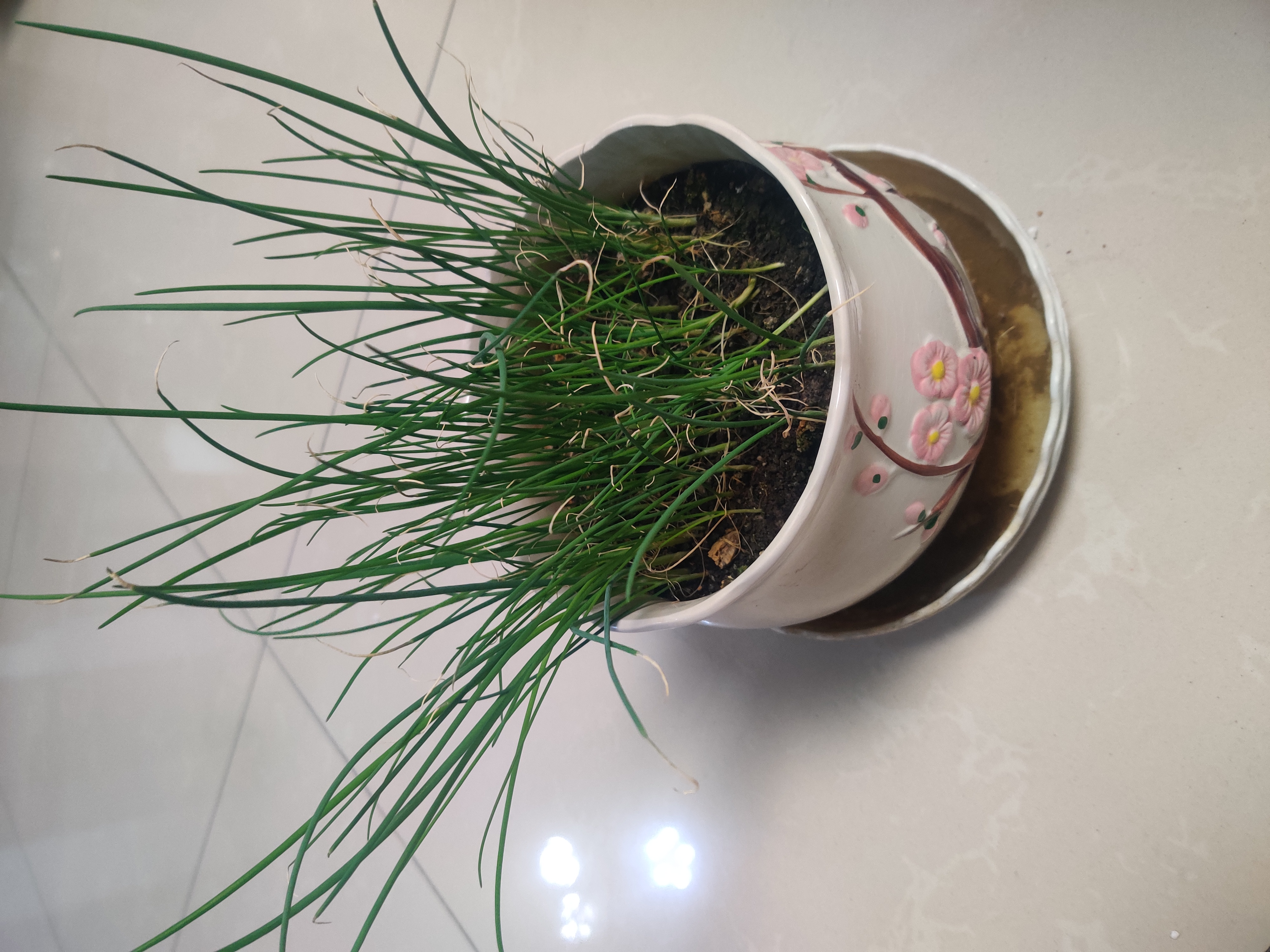 霸王别急